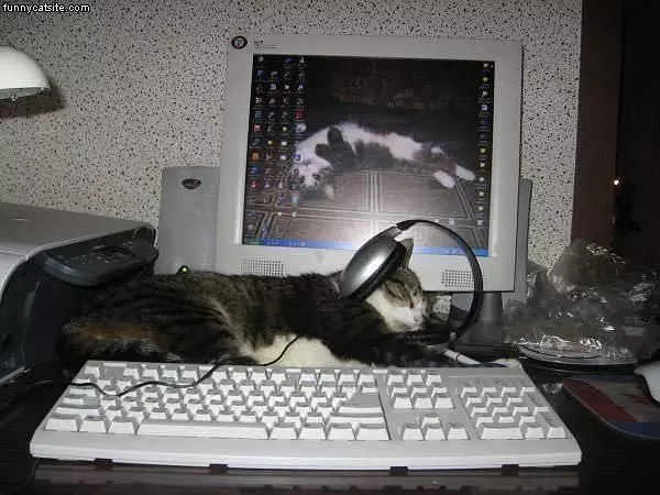 Headphones Cat