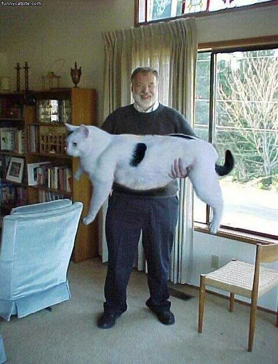 Huge Huge Cat