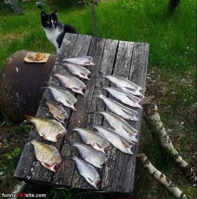 All Those Fish