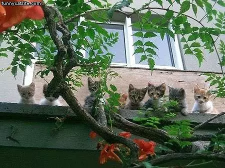 Kittens On A Ledge