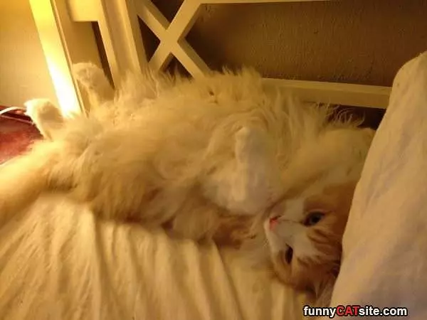 The Pillow Cat