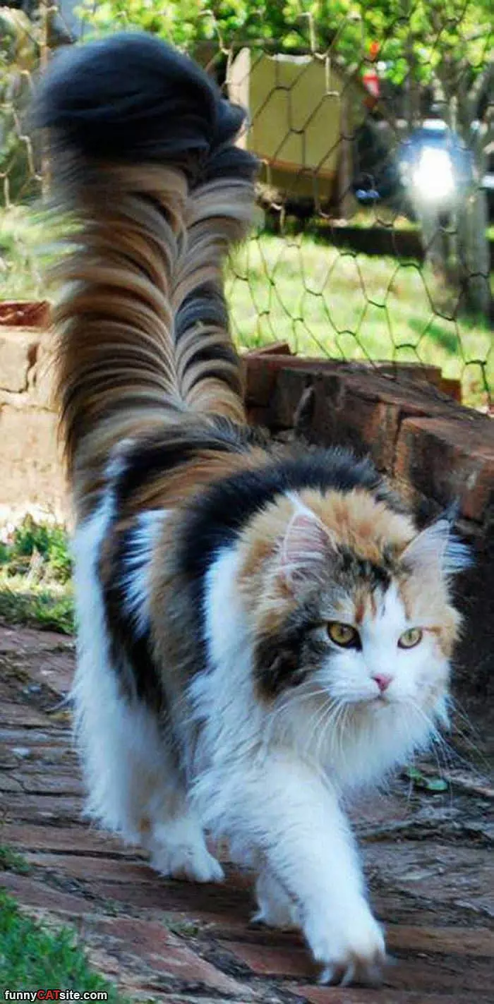 The Most Awesome Fluffy Cat