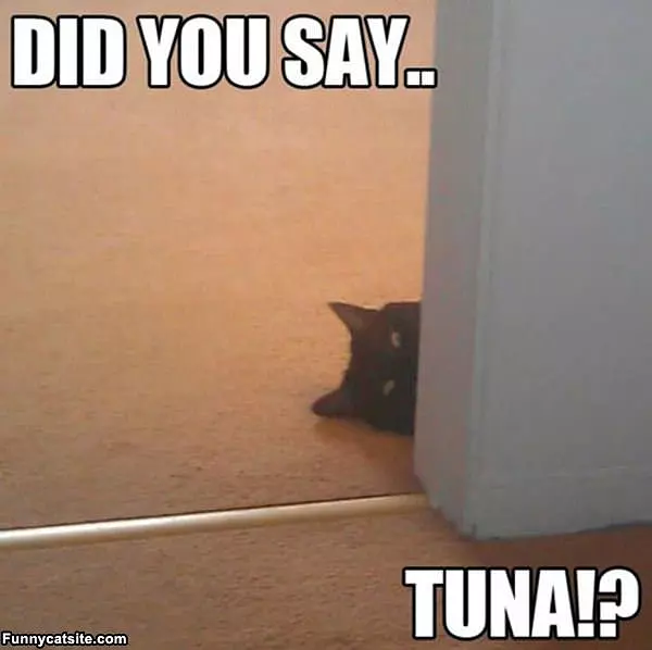 Did-you-say-tuna