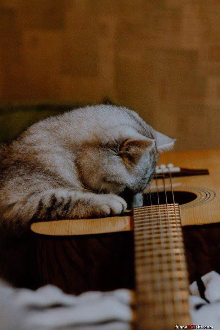 This Cat Loves Guitar