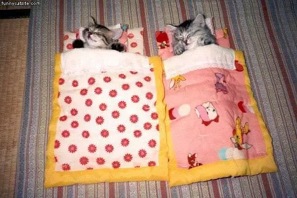 Kittens Beds