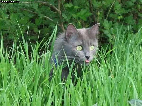 Extreme Hunting Face