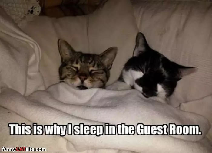 Guest Room Sleeper