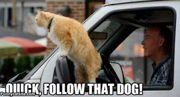 Follow That Dog