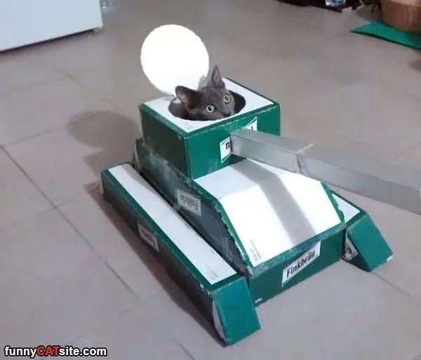 Cat Tank