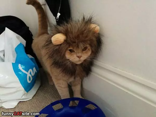 I Am A Lion