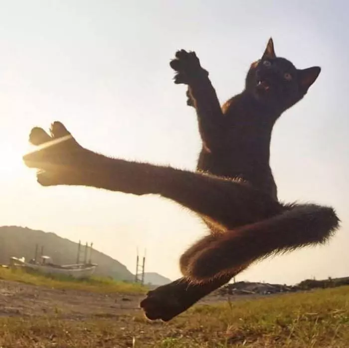 Flying Ninja Cat