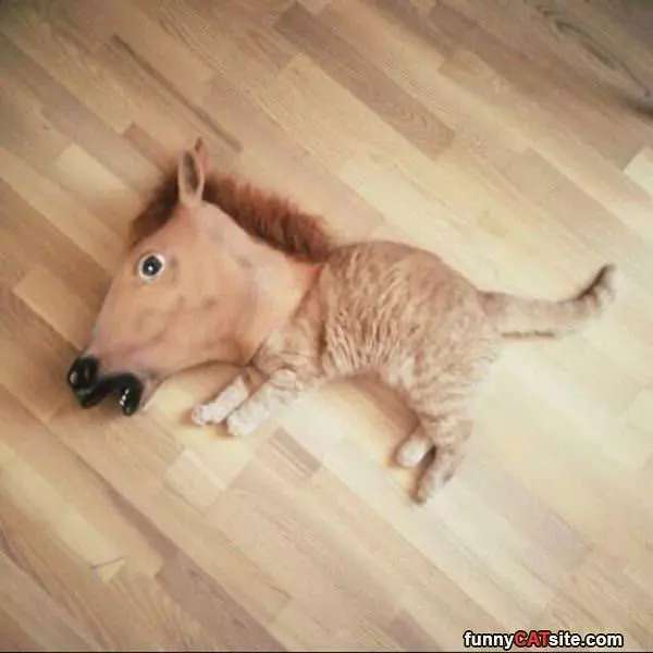 The Horse Cat