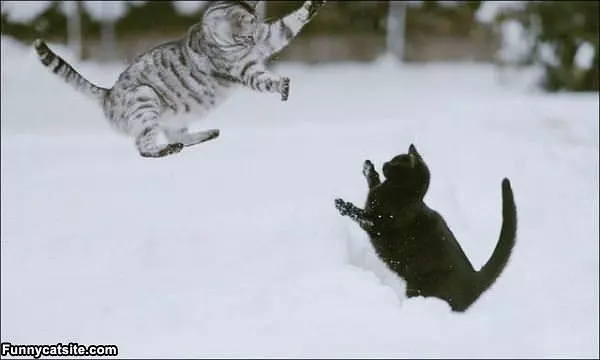 Flying Ninja Cat Attack