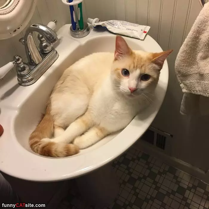 A Cat In A Sink