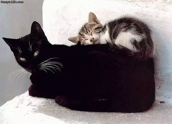 Kitten Bed