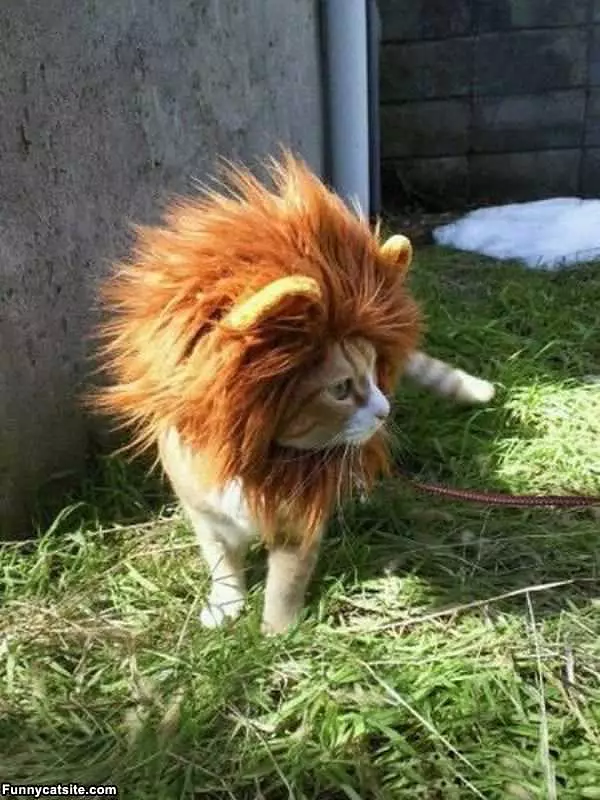 Lion Cat Roar