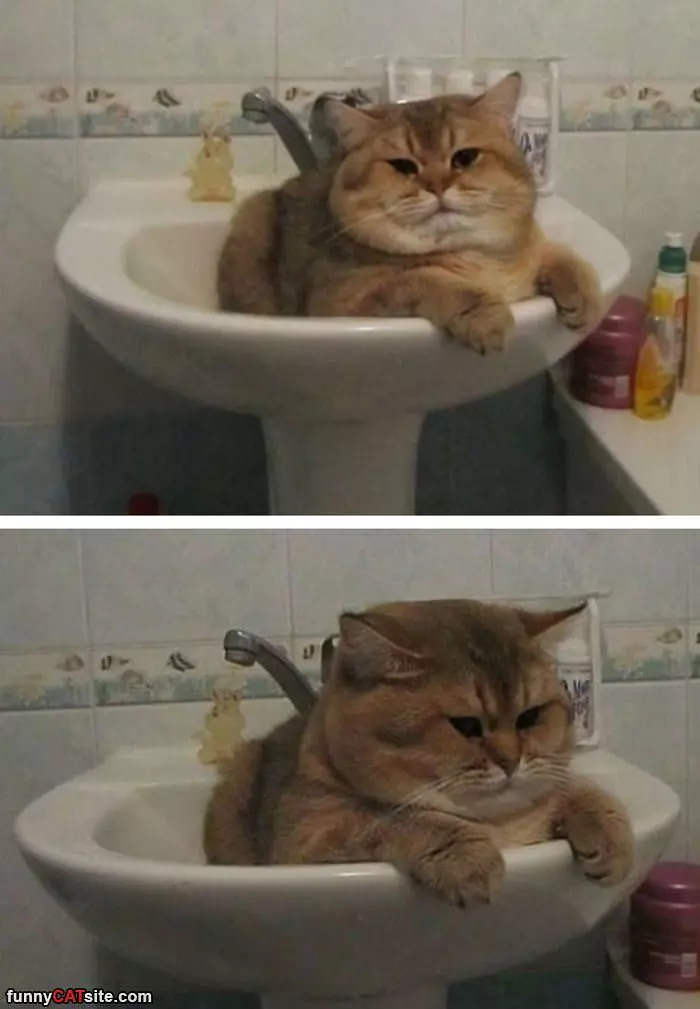 Fluffy Cat In The Sink