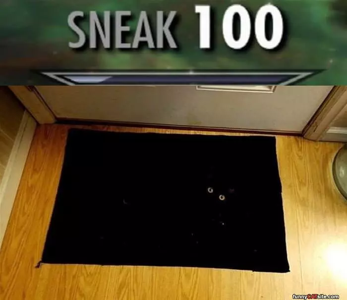Sneak 100 Cat