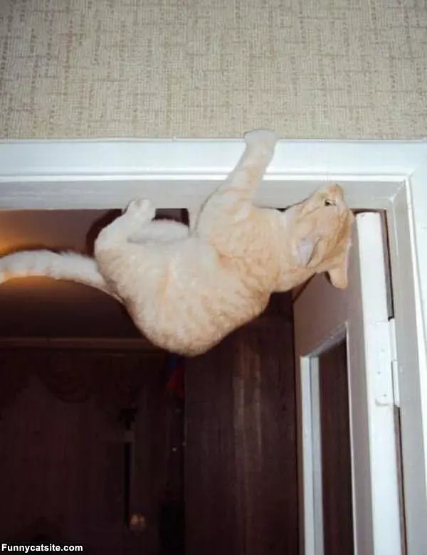 Cat Climbing Too High