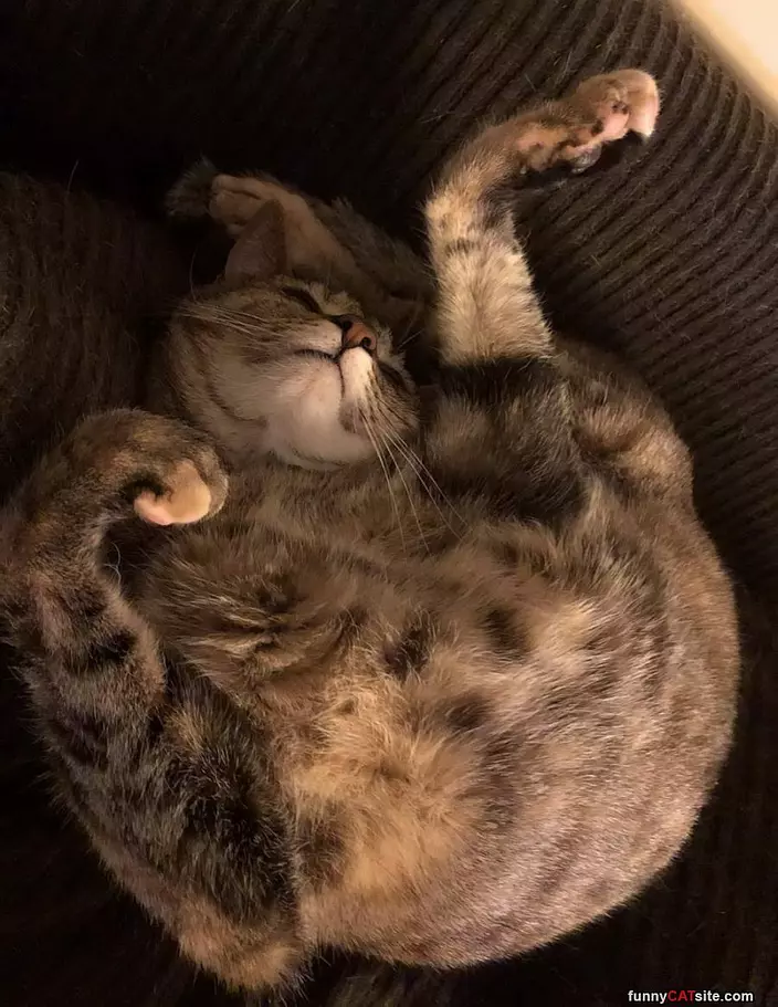 Curled In A Ball