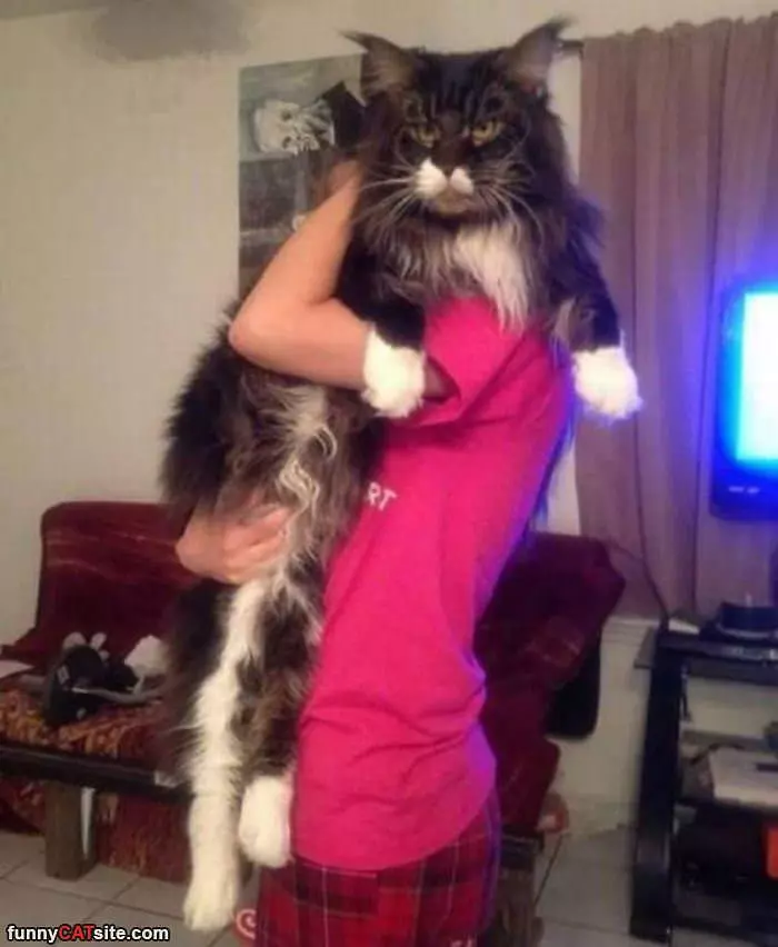A Big Fluffy Cat