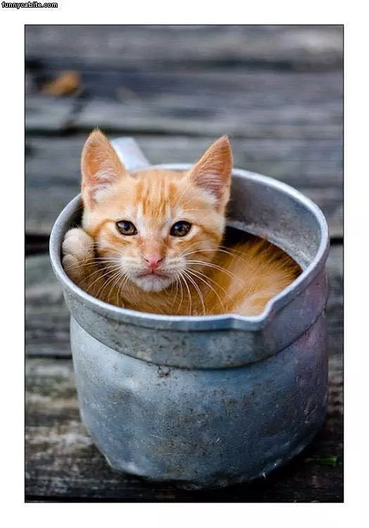 Bucket Cat