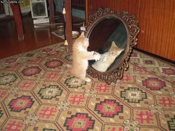 Mirror Kitten