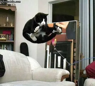Big Cat Jump