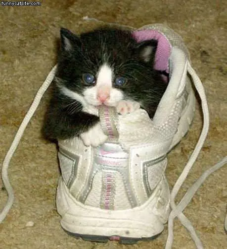 I Eated Your Sneaker