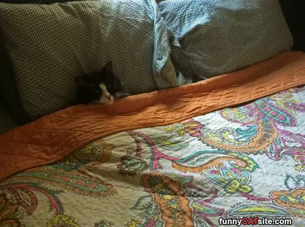 All Tucked In