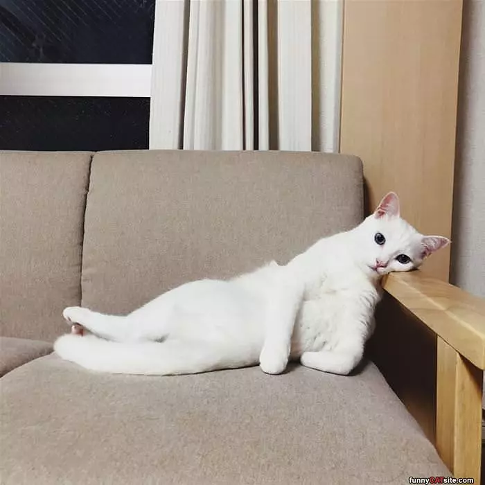 Lounging So Nicely