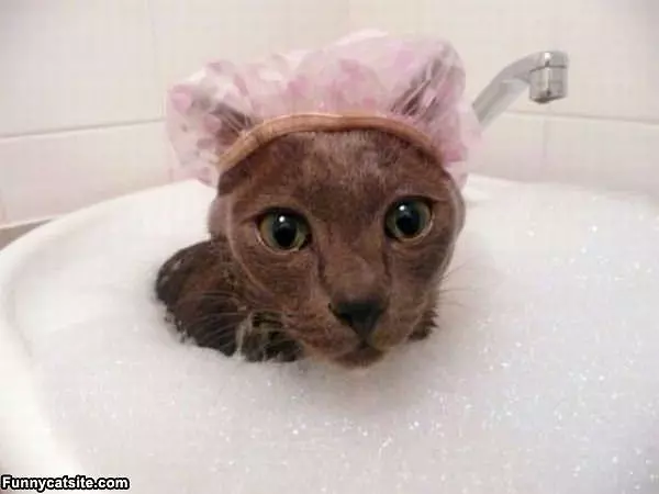 Funny Cat Bath