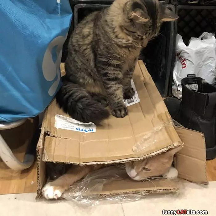 Playing With The Box