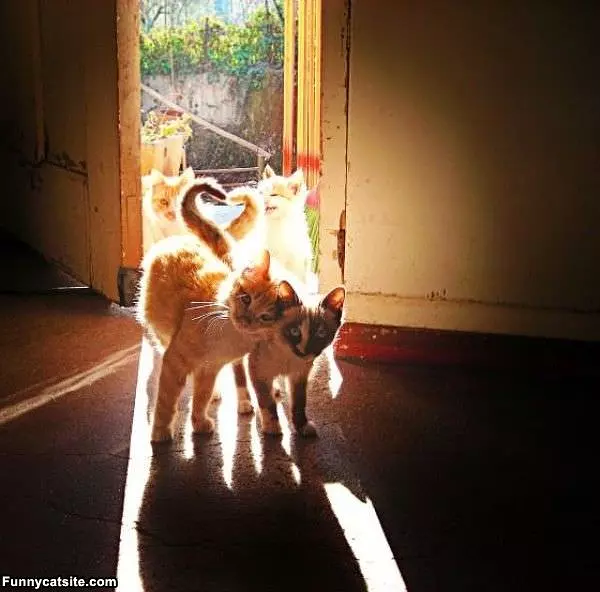 Sunshine Cats