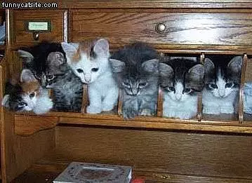 Kittens In A Drawer
