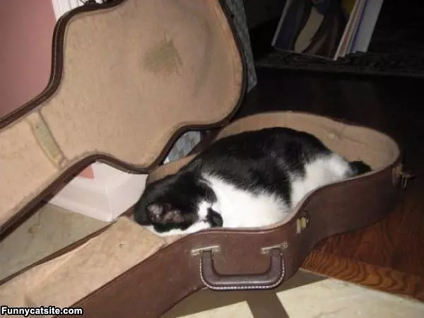 Guitar Cat Bed
