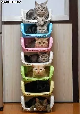 A Stack Of Cats
