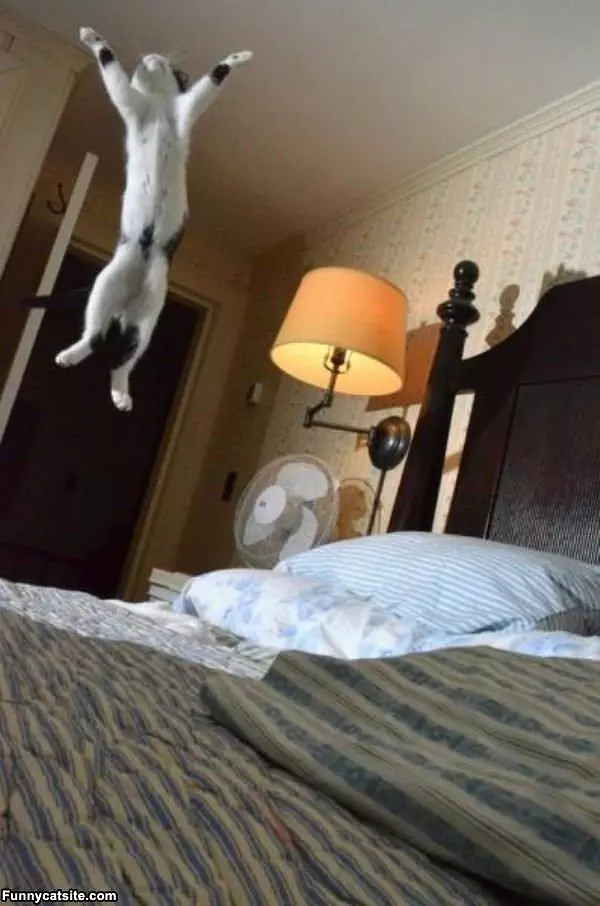 Jumping For Joy Cat