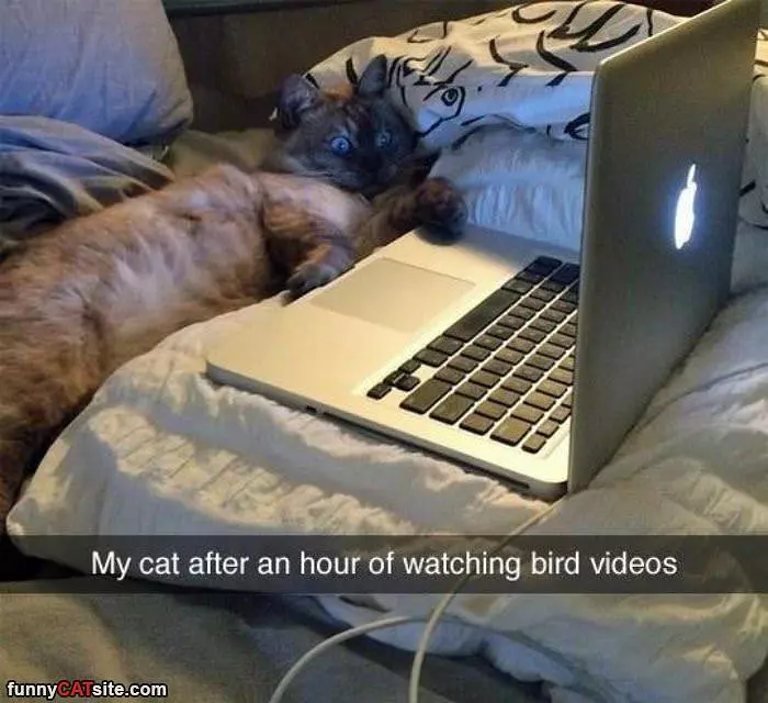 Watching Bird Videos