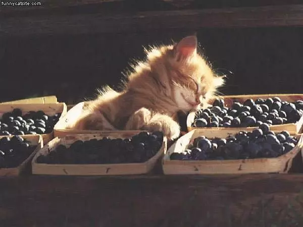 Blueberry Kitten