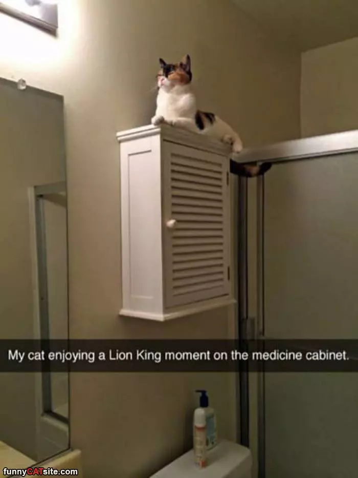 Lion King Moment