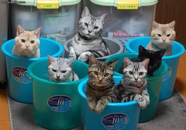 Buckets Of Cats