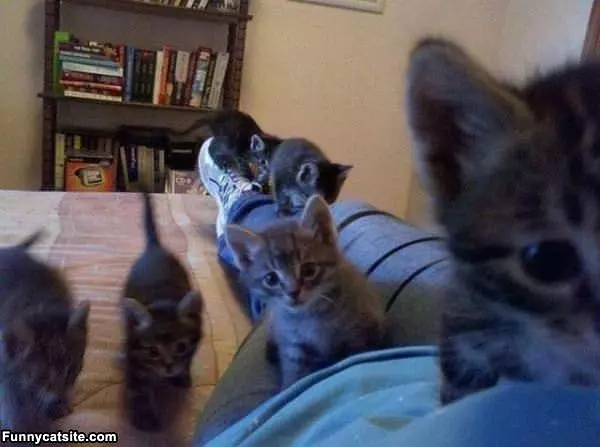 The Kitten Army Is Here