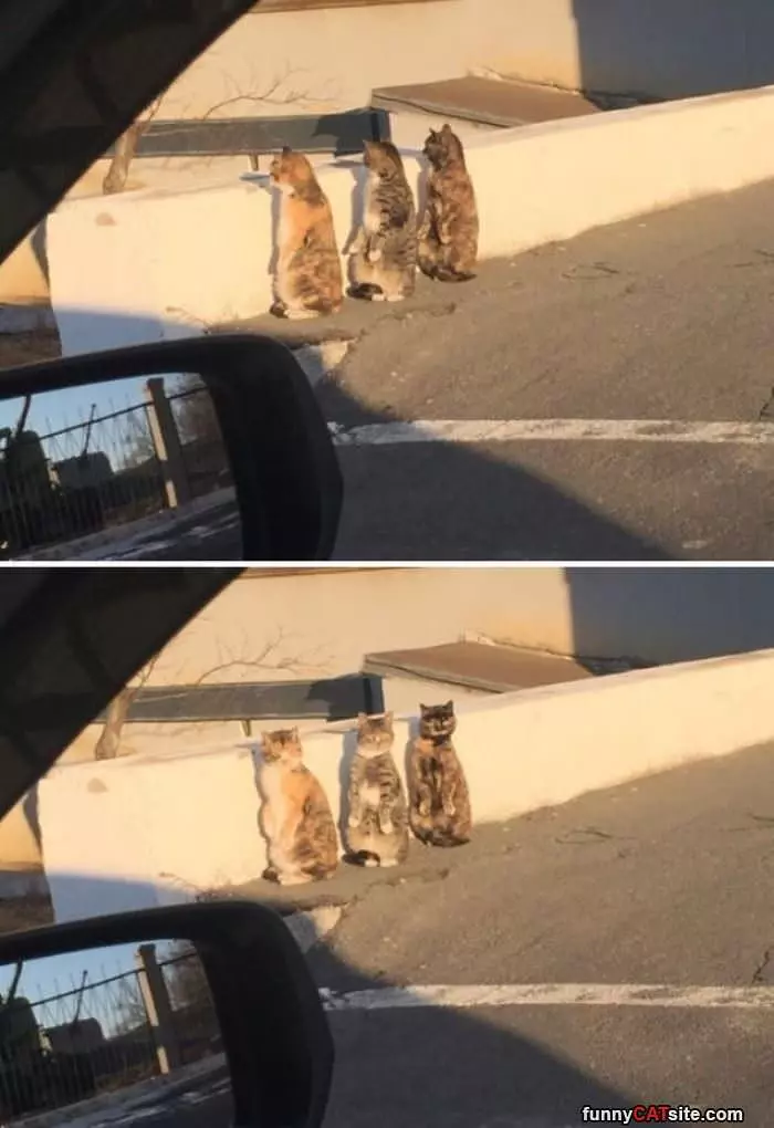 3 Cats Watching