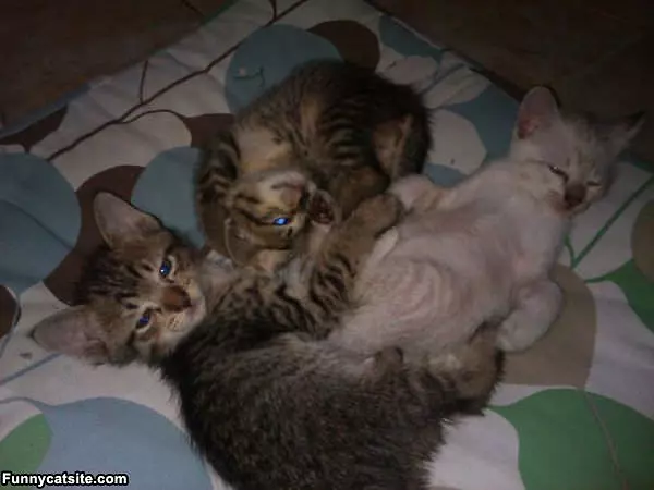 Bundle Of Kittens