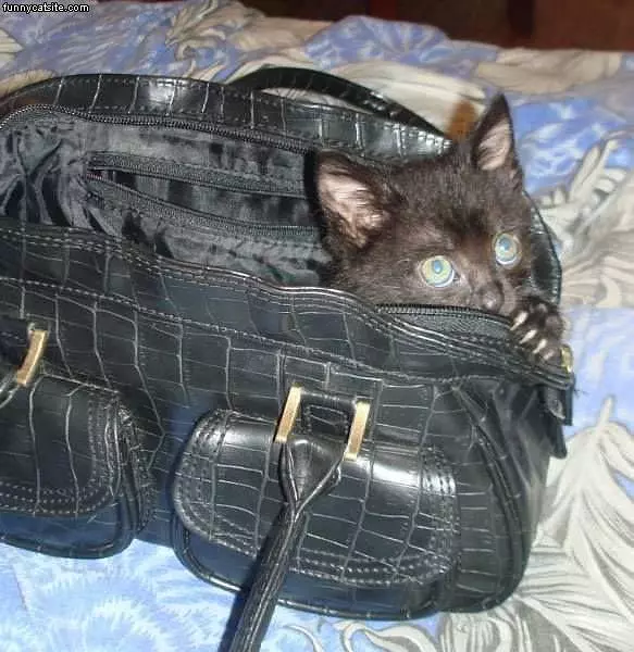 In The Purse