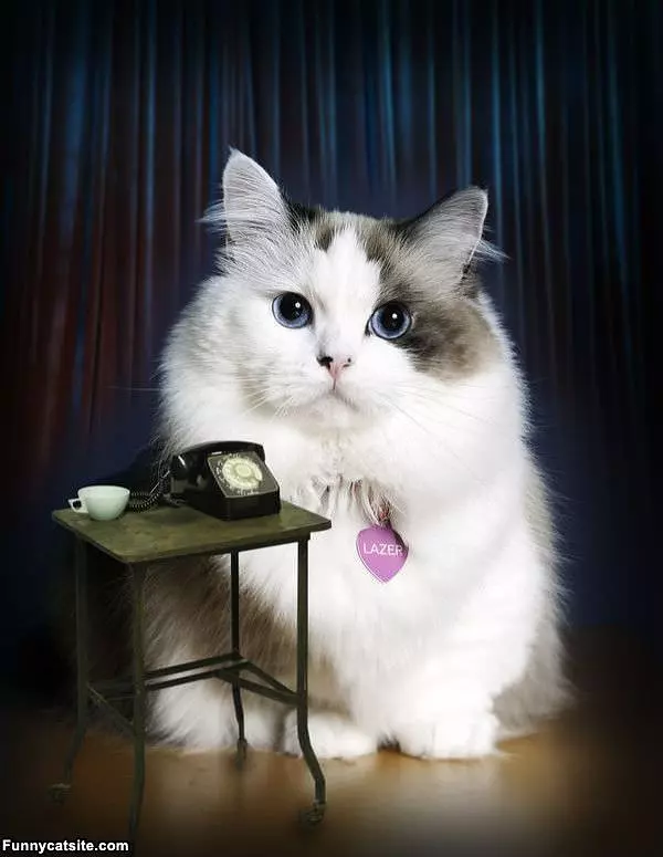 Secretary Cat