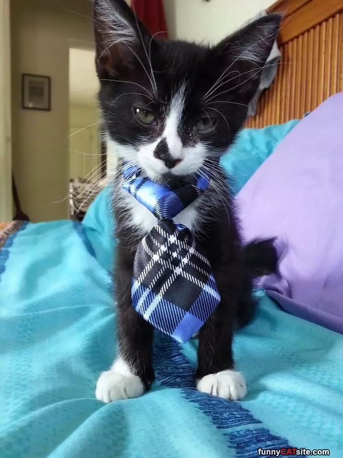 A Nice Tie You Have There
