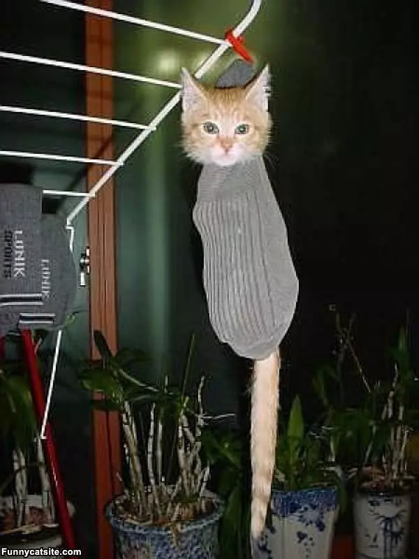Sock Kitty