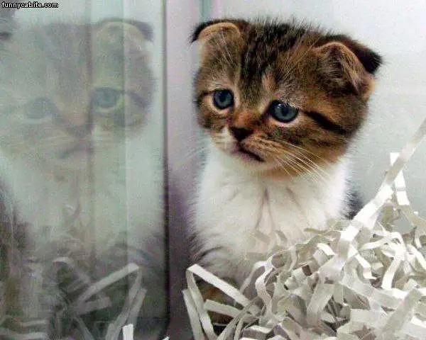 Sad Kitten Is Sad